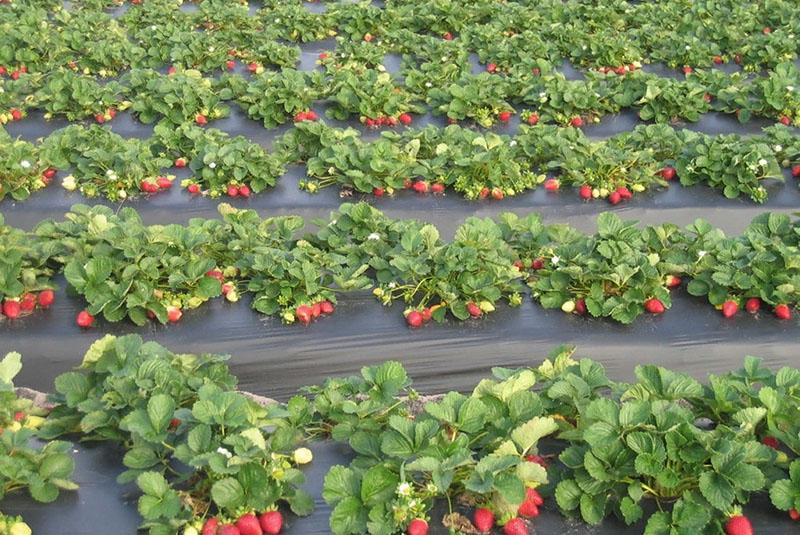 lechos de fresas de alto rendimiento