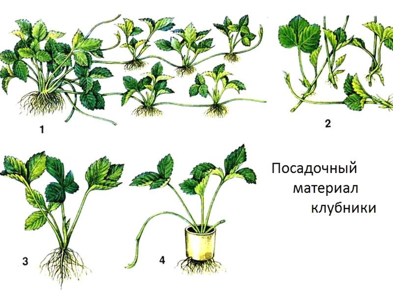 material de plantación de fresas