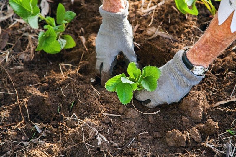 plantando fresas en verano