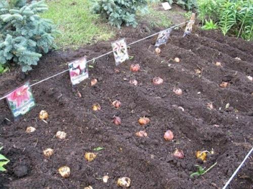 plantation de lys en deux lignes