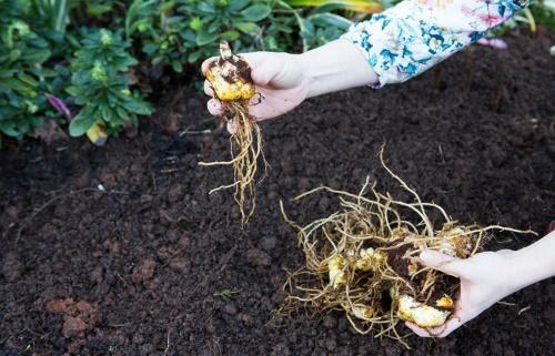 comment planter des lys