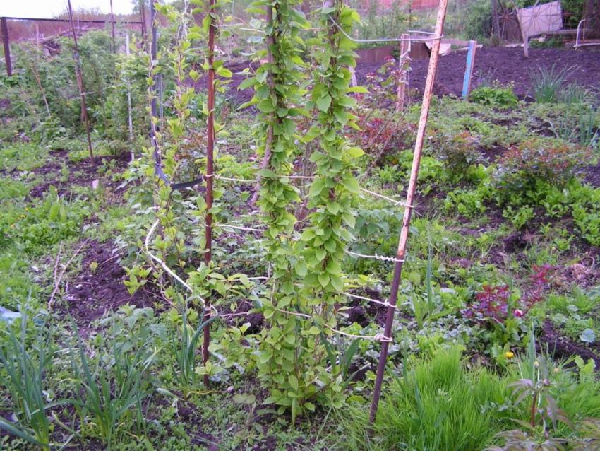 où planter de la citronnelle