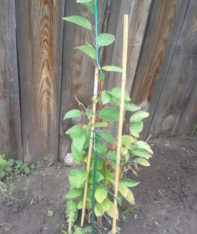 comment planter de la citronnelle en automne