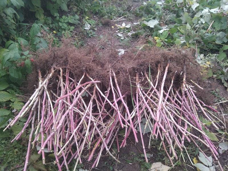 plántulas de frambuesa para plantar