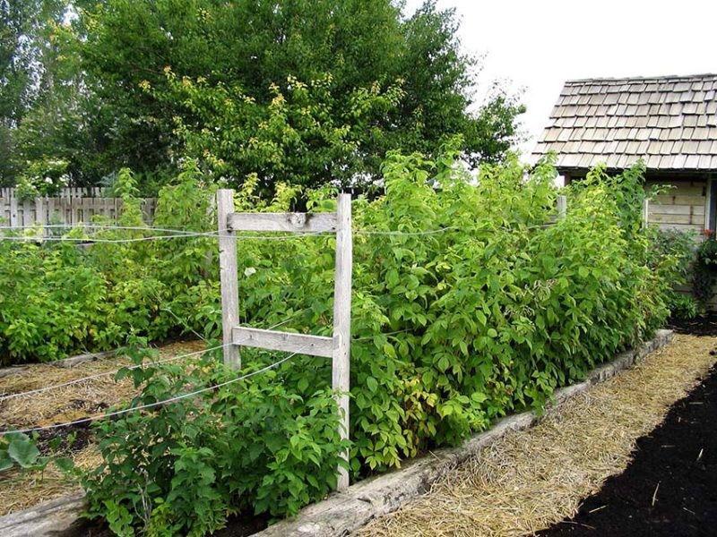 cómo plantar frambuesas en el jardín