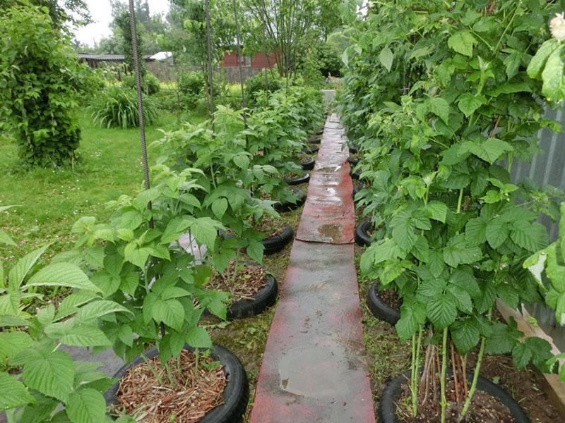 site de plantation de framboises