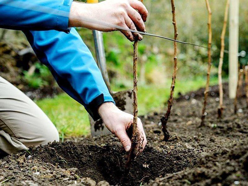 planter un semis