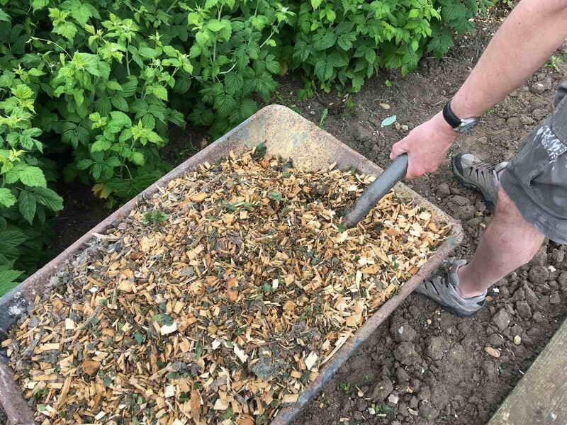 mulching de frambuesa