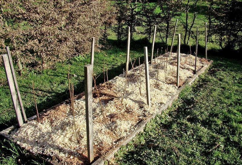 cómo plantar frambuesas en el jardín