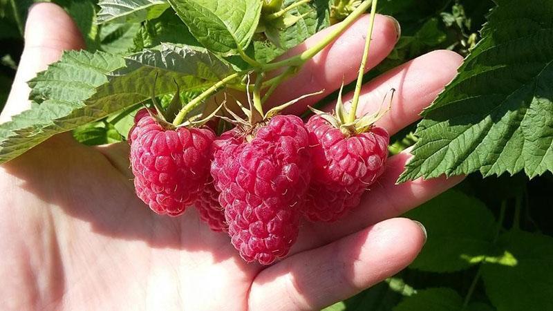 variétés de framboises dans le pays