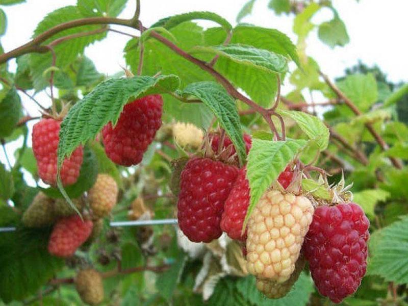 cascade de variétés de framboises