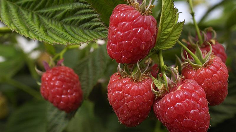 variétés de framboises vega