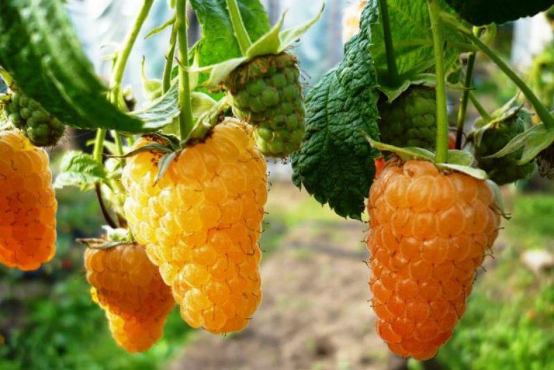 variedad de frambuesa naranja milagro