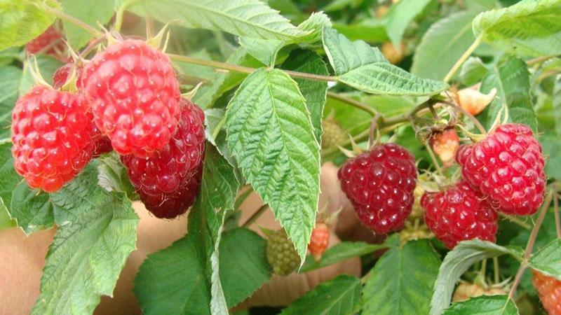 framboise brillant