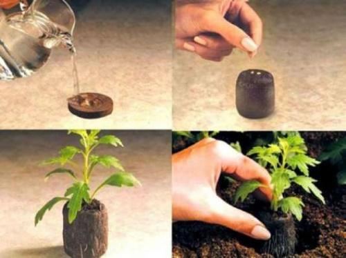 cómo plantar semillas en tabletas de turba