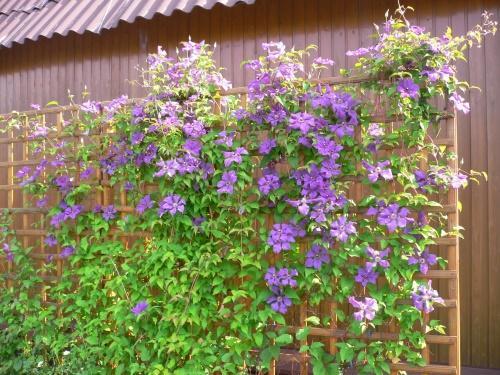 treillis en bois