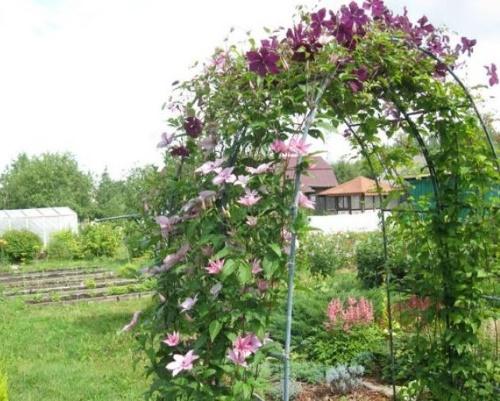 comment faire une arche pour clématite