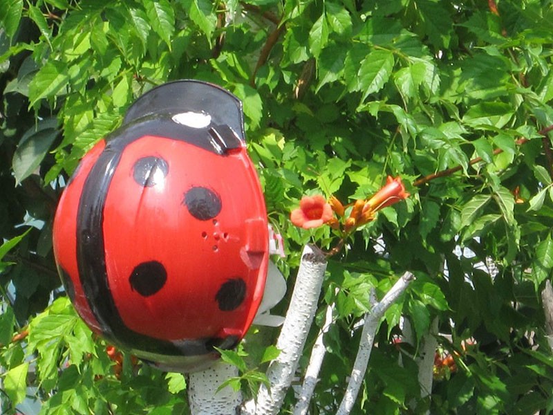 grosse coccinelle de casque