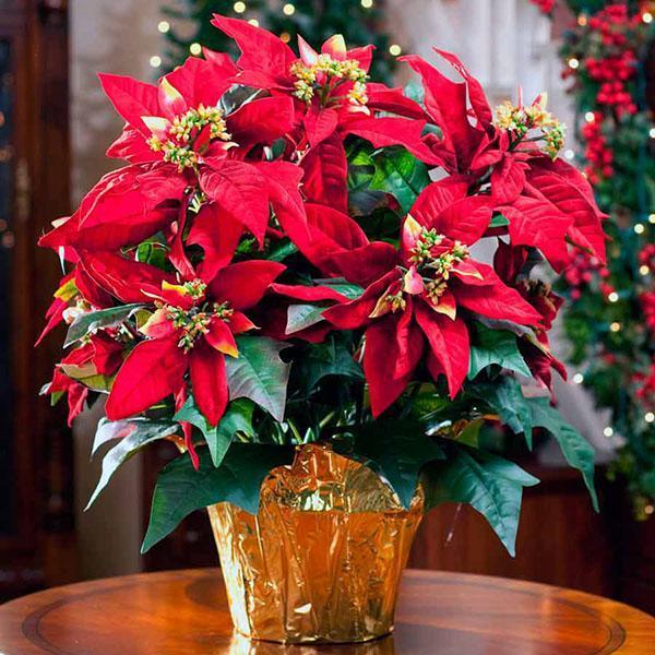 poinsettia