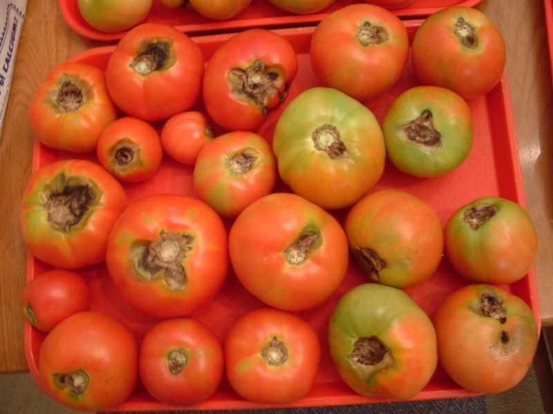 macrosporiosis en frutos de tomate