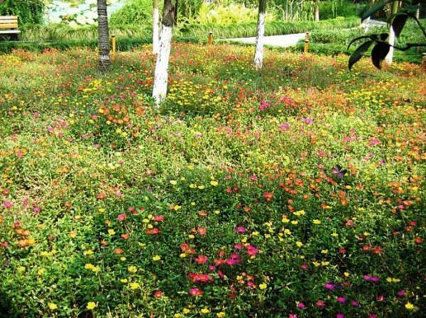 La pelouse mauresque attire l'attention avec une abondance de fleurs