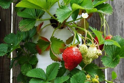 fraises dans un parterre de fleurs d'un tuyau