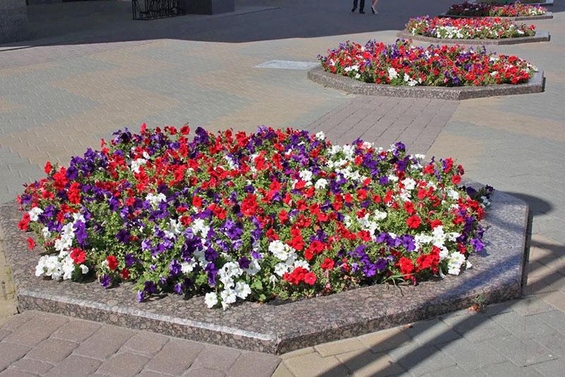 granito para arreglar macizos de flores