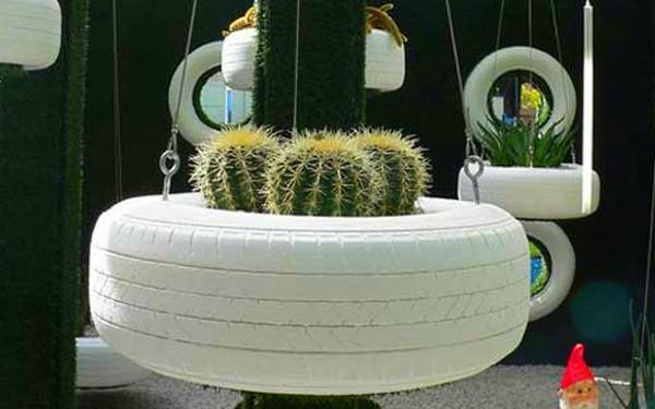 cactus en una rueda