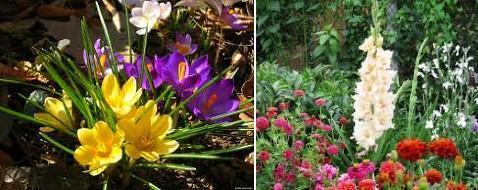 flores