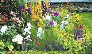 fleurs dans le parterre de fleurs