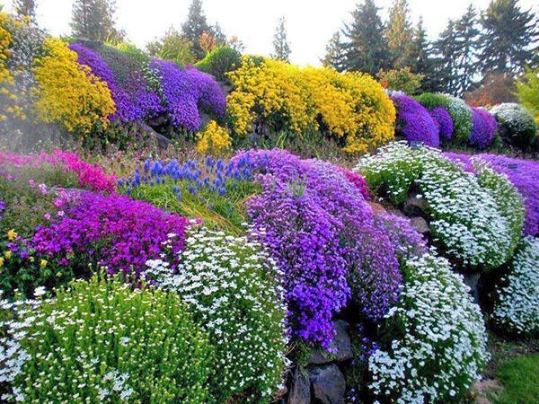 hermosa composición de plantas perennes en flor