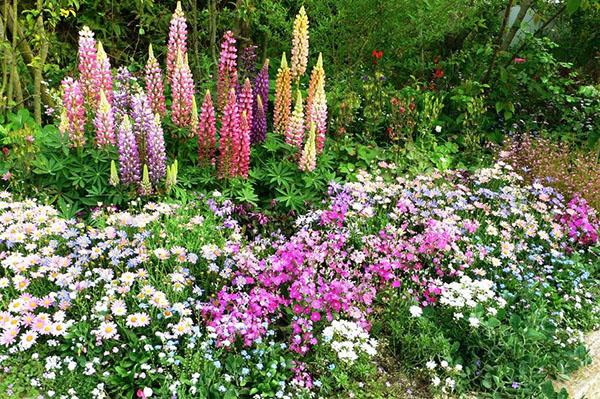 mélange de plantes hautes et basses