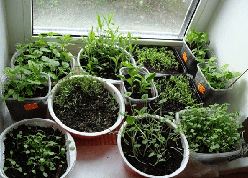 mini-camas en el alféizar de la ventana