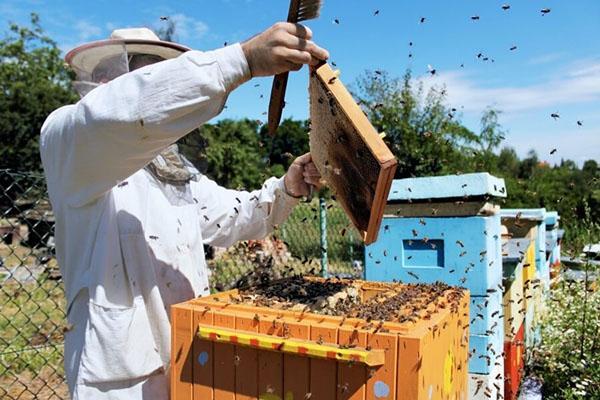 El apicultor hace capas de abejas