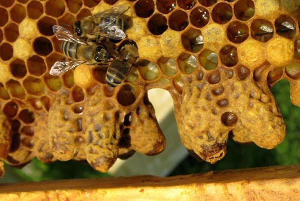 Colocando abejas con una reina infértil