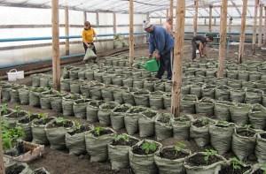 Cultivo de plántulas de pepinos en bolsas.