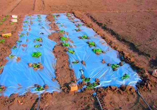 plantas debajo de la película