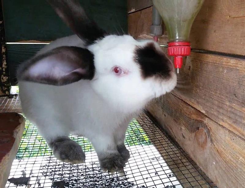 comment faire un abreuvoir pour lapins