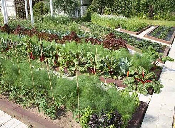 plantation dense de légumes de différentes périodes de maturation