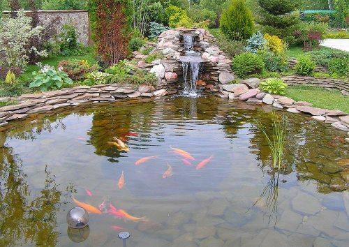 étang de pierre avec poissons