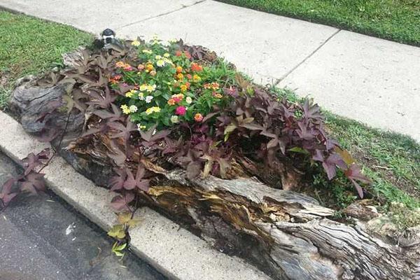 pots de fleurs faits de souches et de chicots