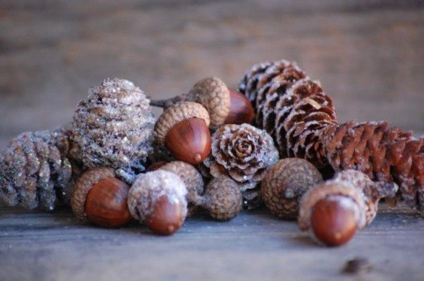 cônes et glands pour une couronne