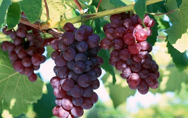 variedad de uva Lydia
