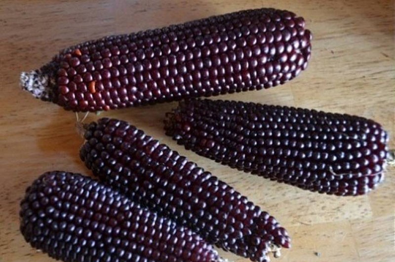 variedad zeya