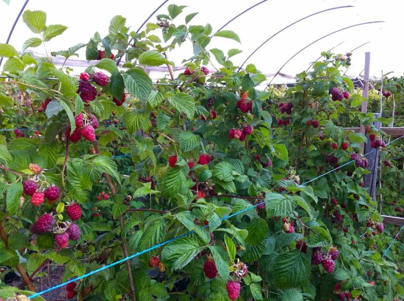 framboises sur un treillis