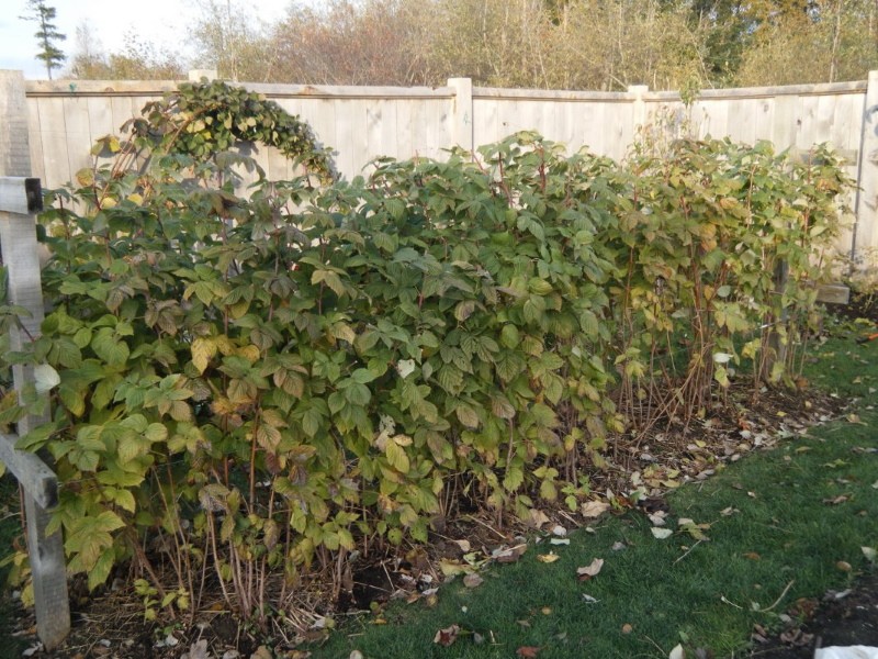 ¿Es posible plantar moras y frambuesas una al lado de la otra?