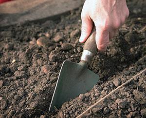 Préparation du lit de jardin