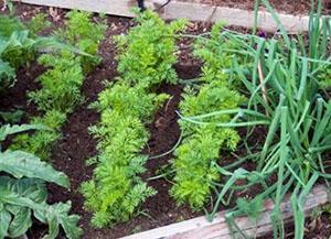 Oignons et carottes dans le même jardin