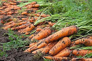 Carottes du jardin