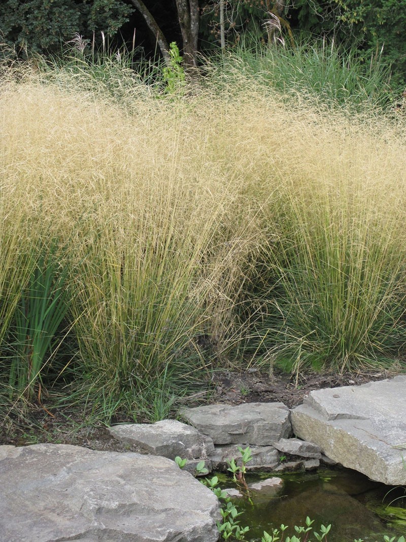 herbe à brochet gazonnée